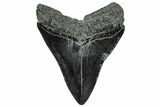 Fossil Megalodon Tooth - South Carolina #297472-1